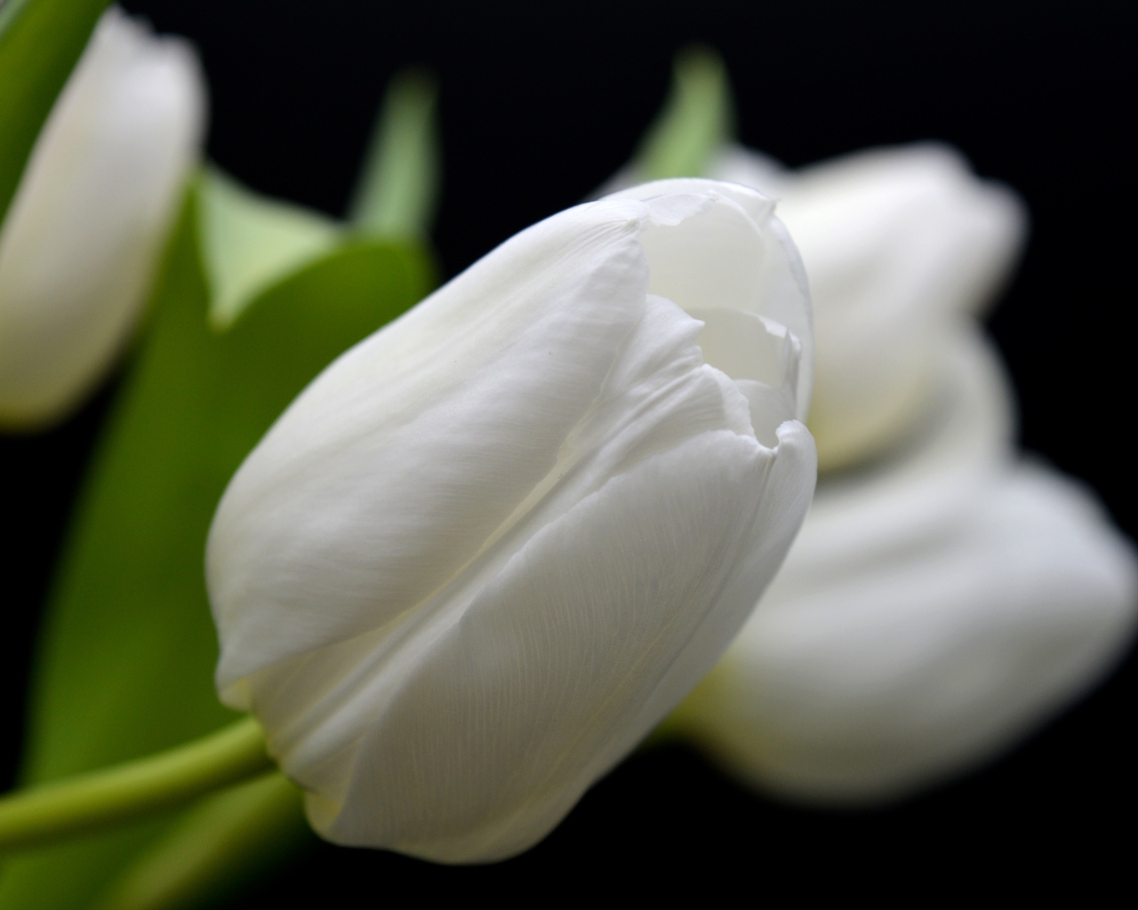 Белый тюльпан в букете крупным планом