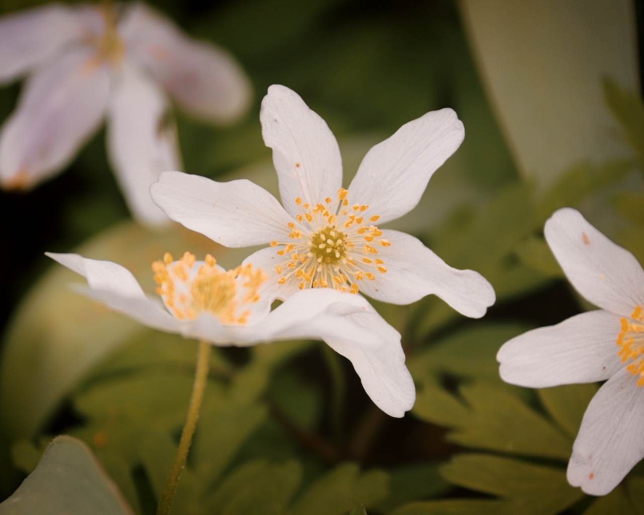 Белые полевые цветы ветреница