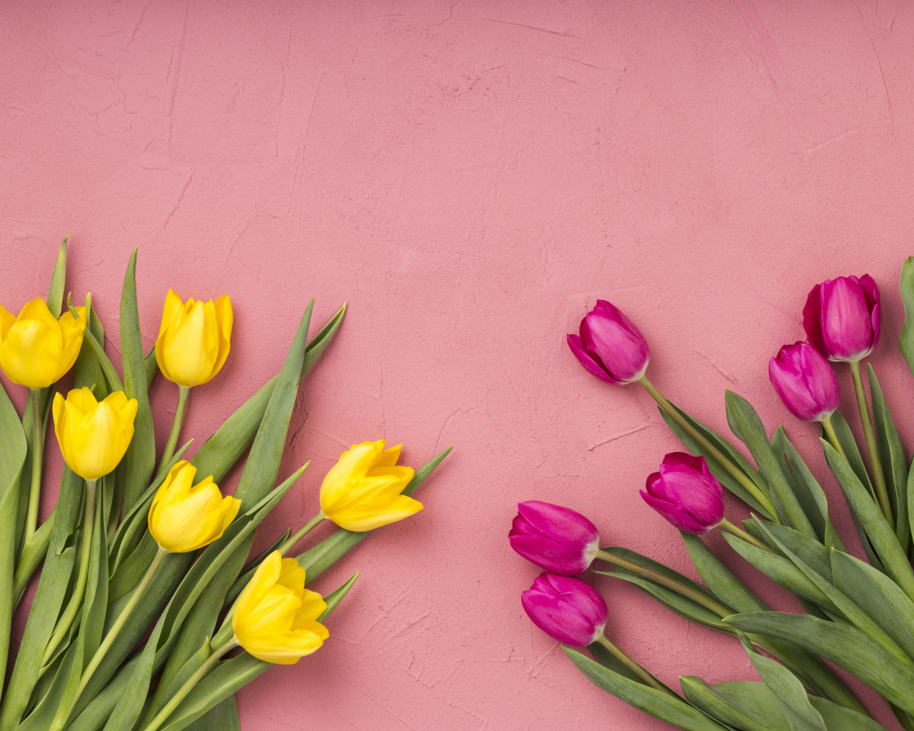 Желтые и сиреневые тюльпаны на розовом фоне