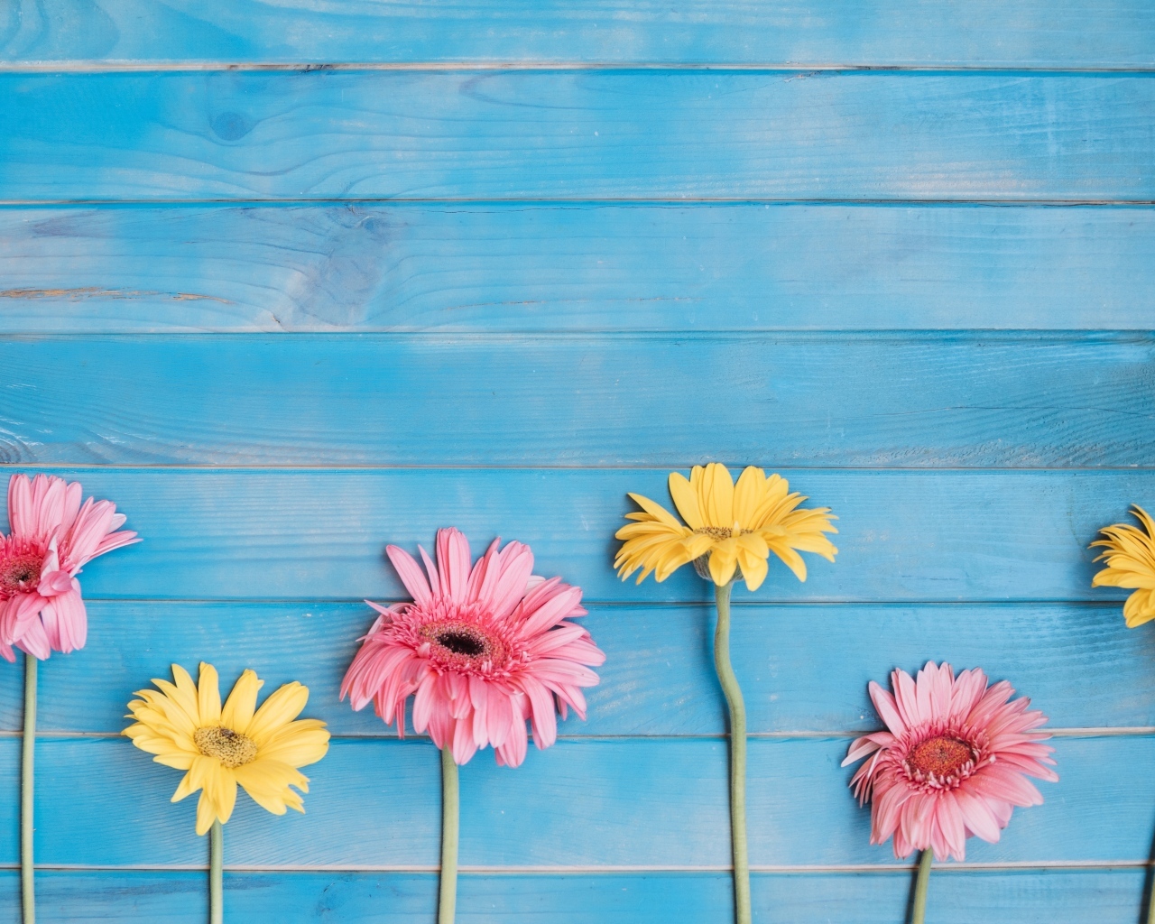 Желтые и розовые цветы герберы на голубом фоне