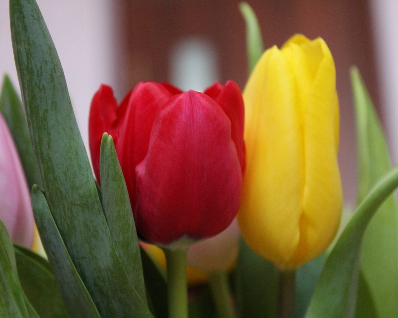 Желтый и красный тюльпан крупным планом