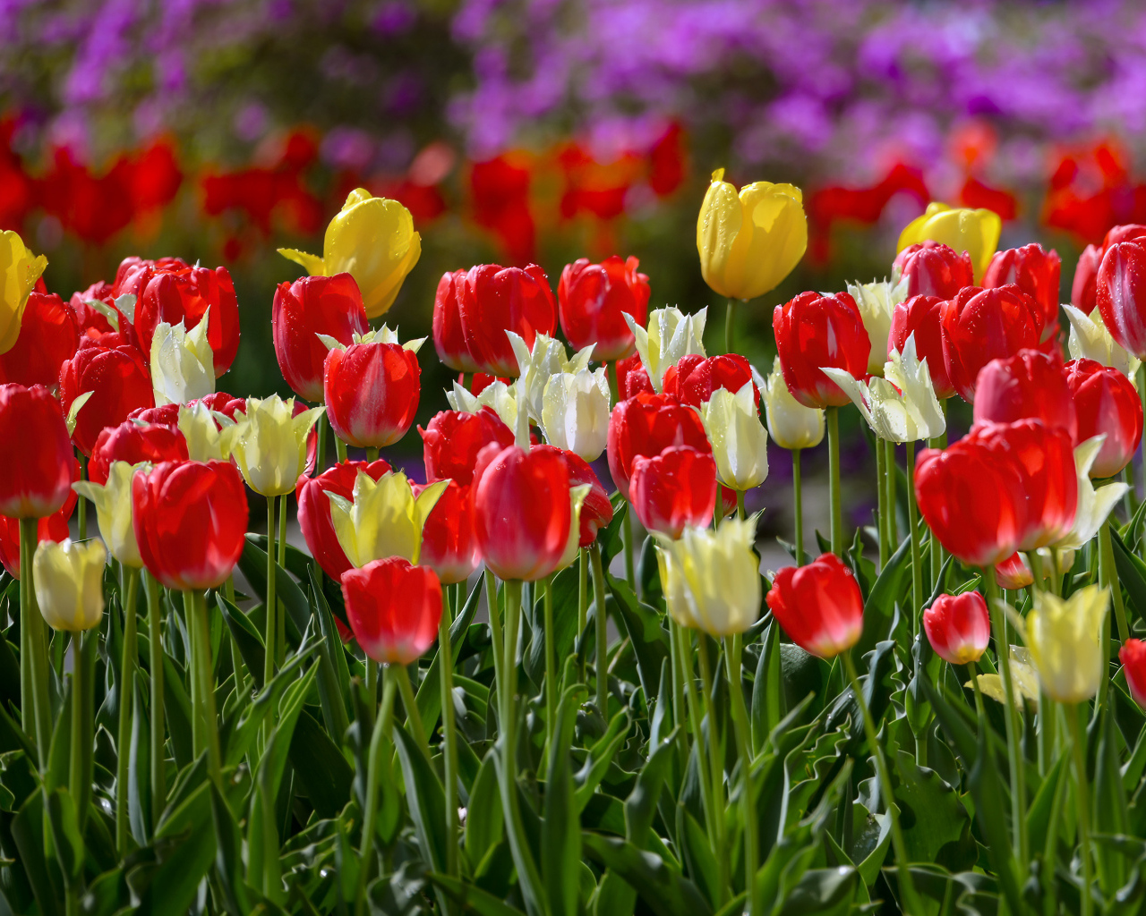 Желтые и красные тюльпаны на клумбе весной