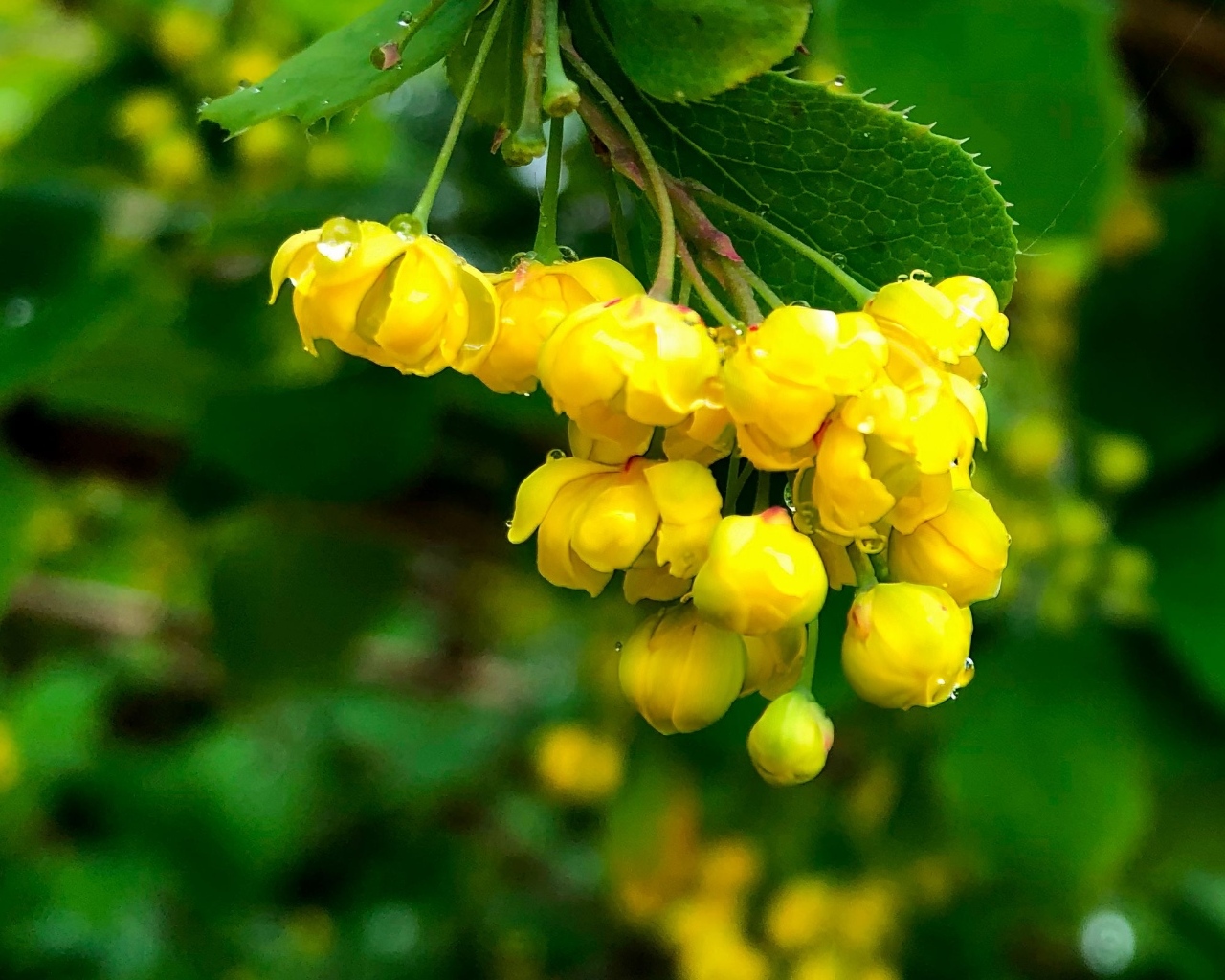 Желтые цветы барбариса в каплях воды крупным планом