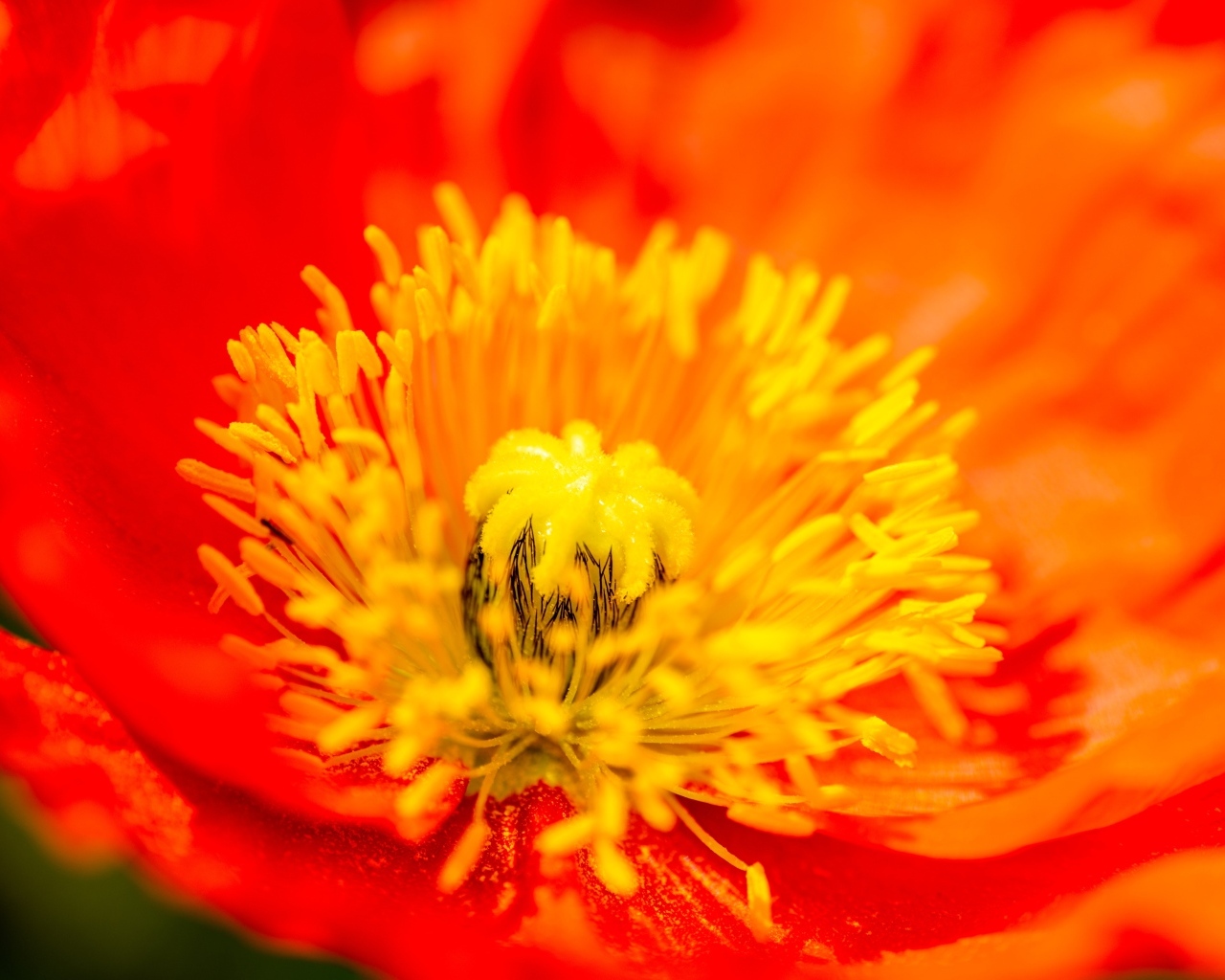 Желтая серединка красного мака крупным планом