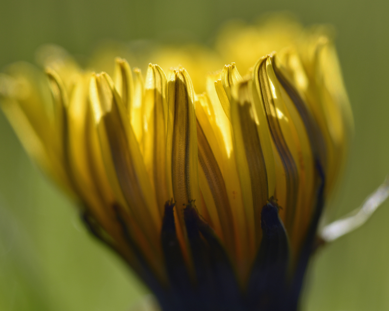 Желтый распускающийся цветок хризантемы крупным планом