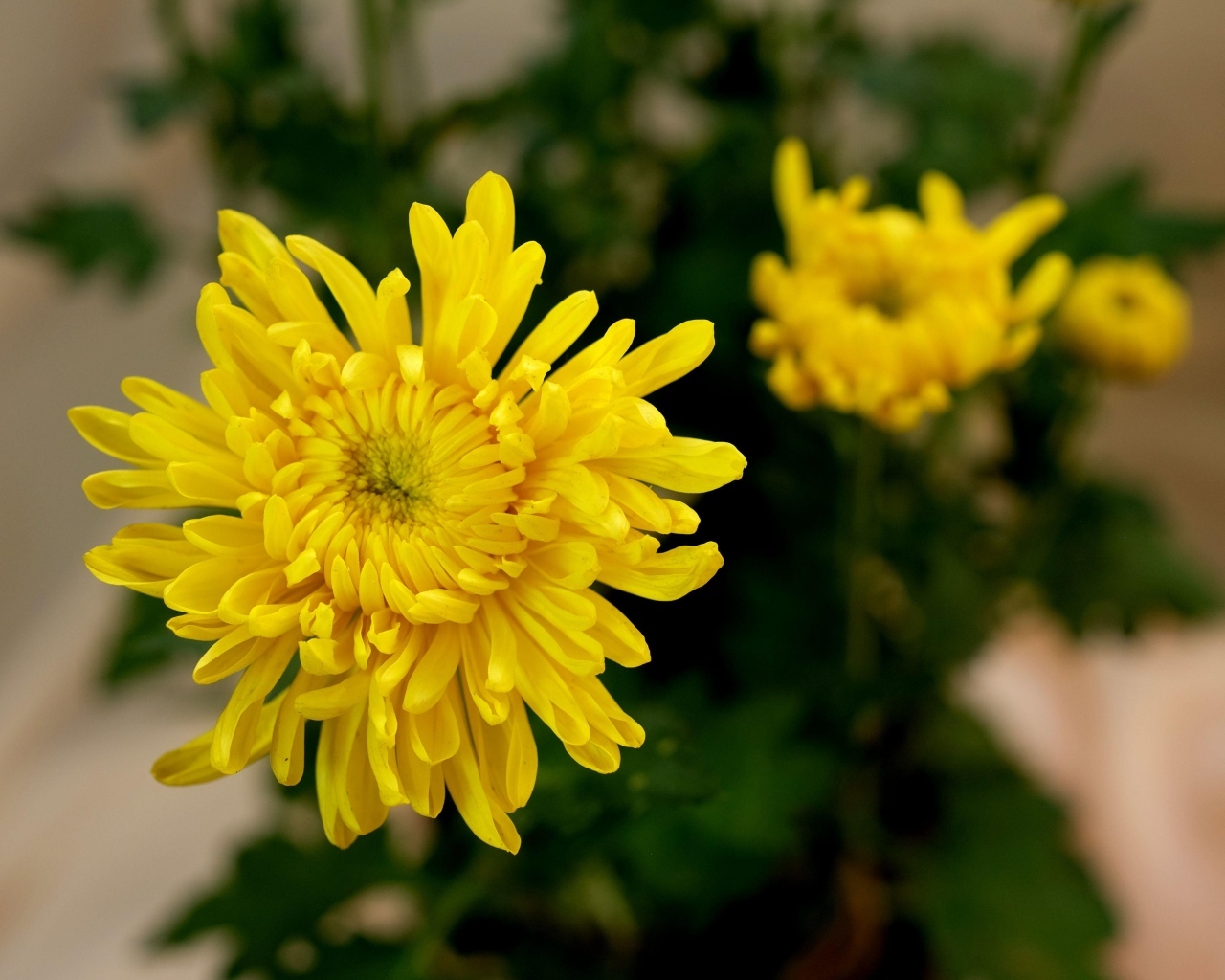 Желтый цветок хризантемы с бутонами