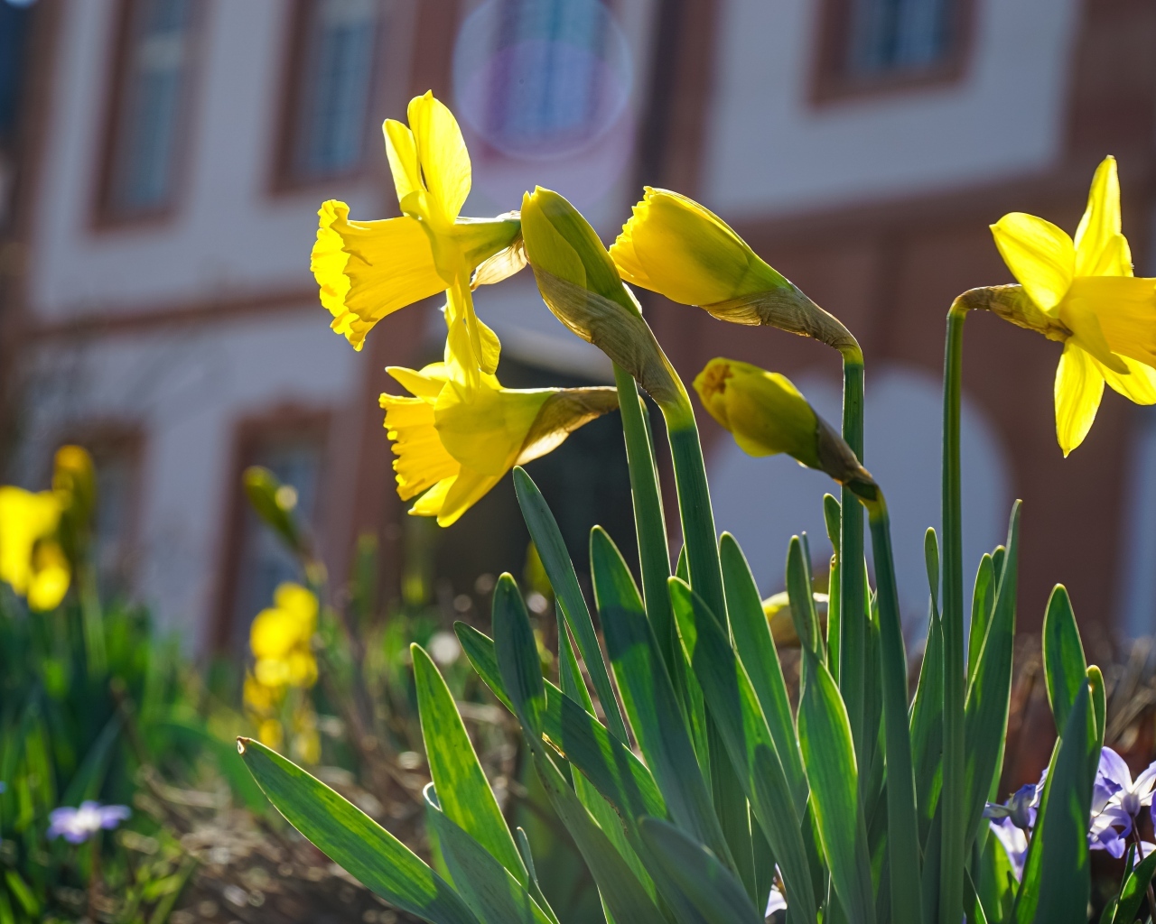 Желтые нарциссы распускаются на клумбе весной