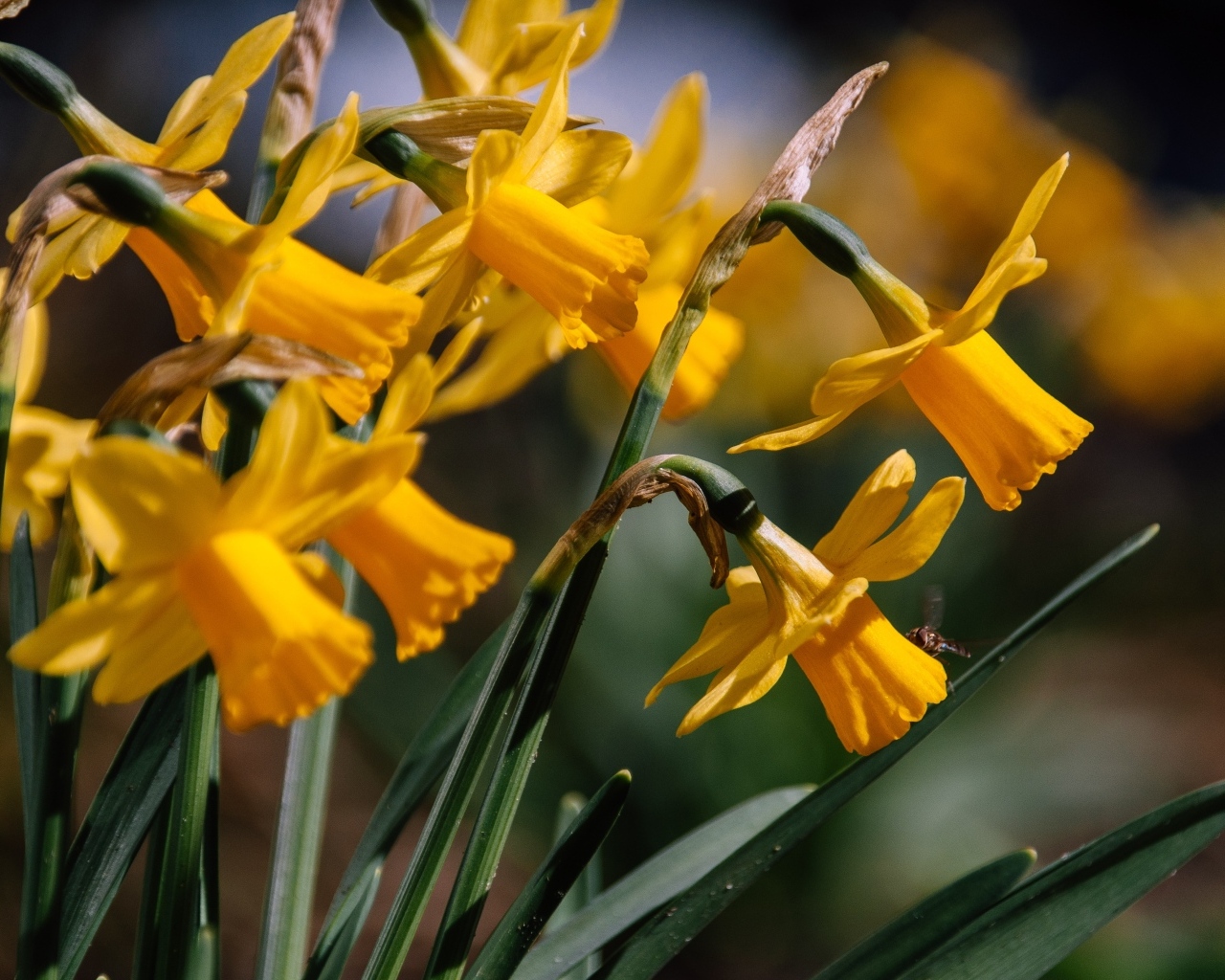 Желтые нарциссы в лучах солнца на клумбе