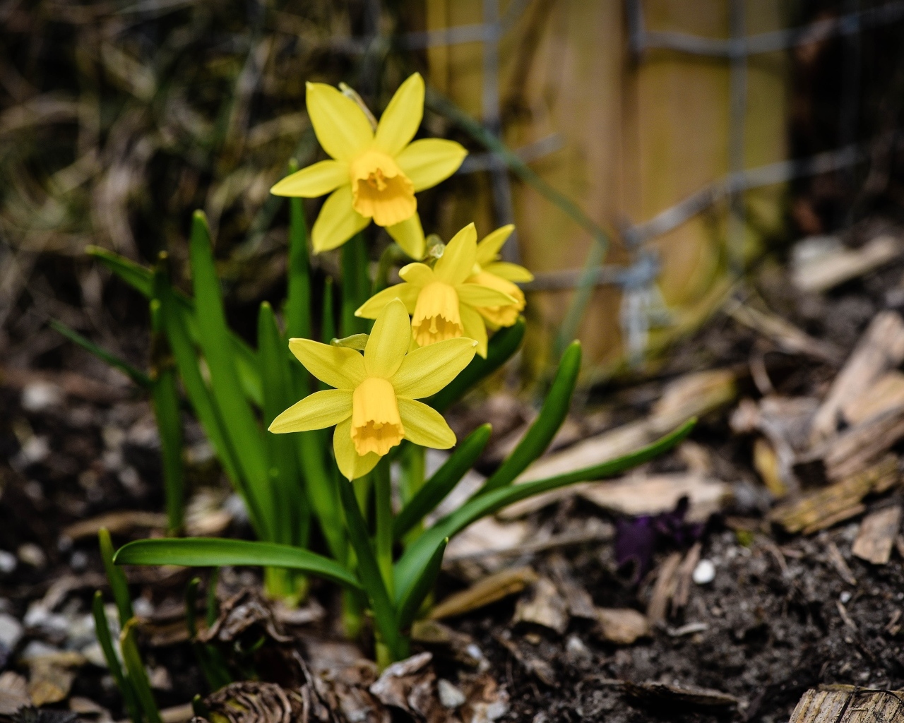 Желтые нарциссы с зелеными листьями на земле весной