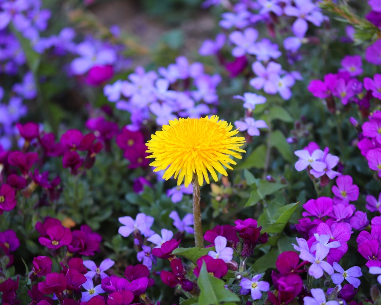 Желтый одуванчик в розовых цветах фиалки