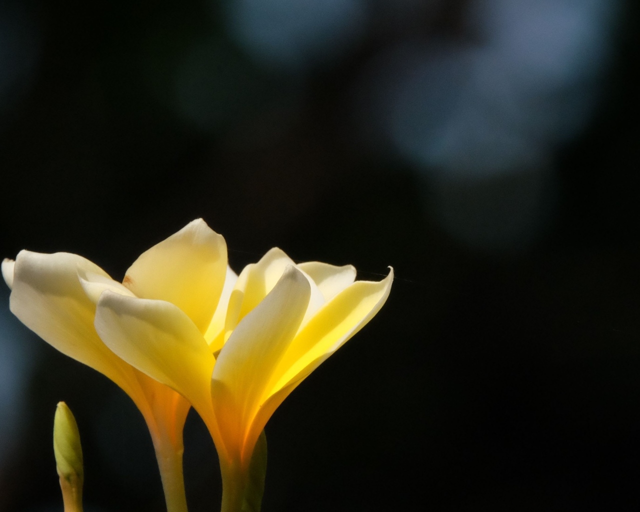 Желтые нежные цветы плюмерия крупным планом