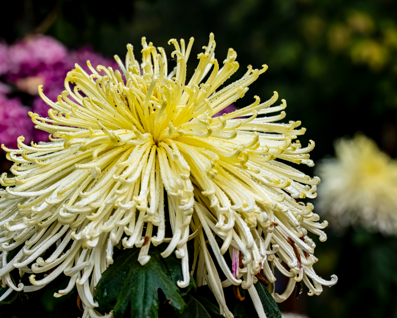 Желтый отцветающий цветок хризантемы