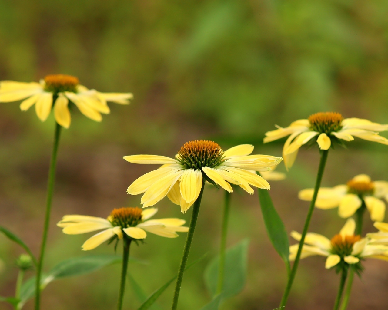Желтые цветы на клумбе крупным планом