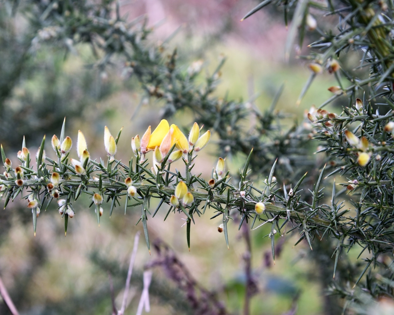 Желтые цветы на ветке хвойного дерева 