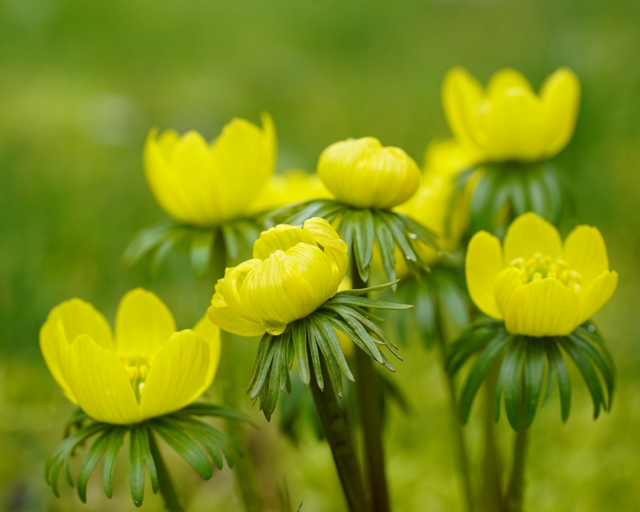 Желтые цветы рябчика крупным планом