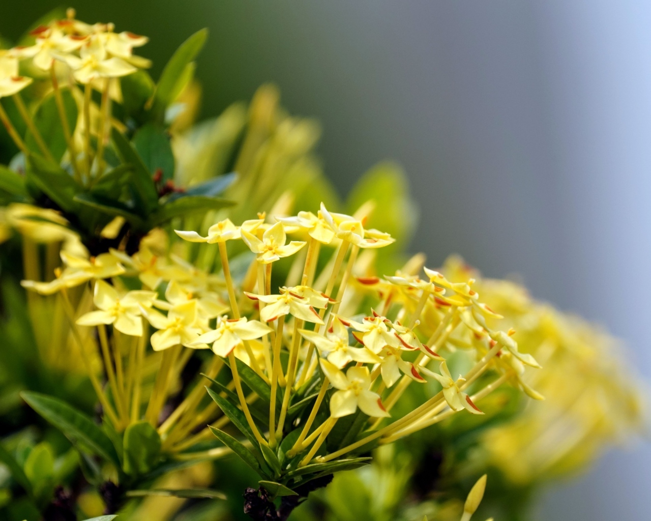 Желтые цветы иксора крупным планом