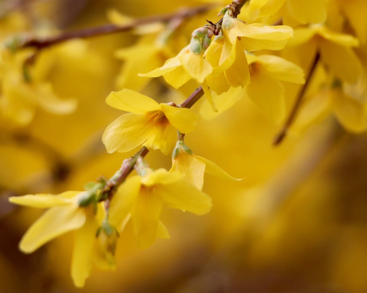Желтые цветы сирени на ветке дерева