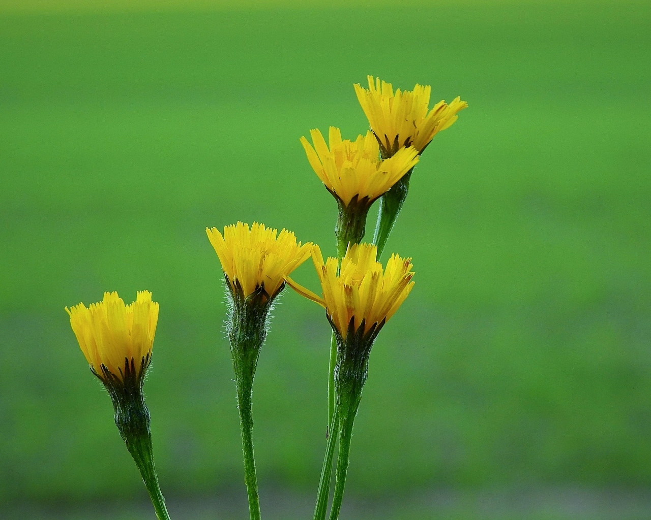 Желтые цветы молочая на зеленом фоне