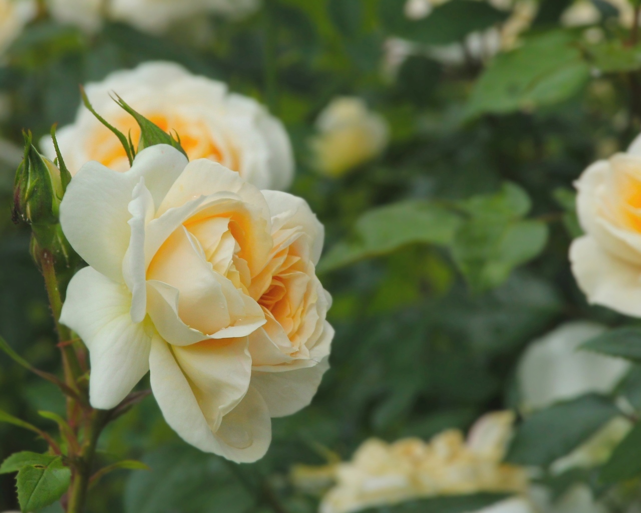 Желтые парковые розы с бутонами