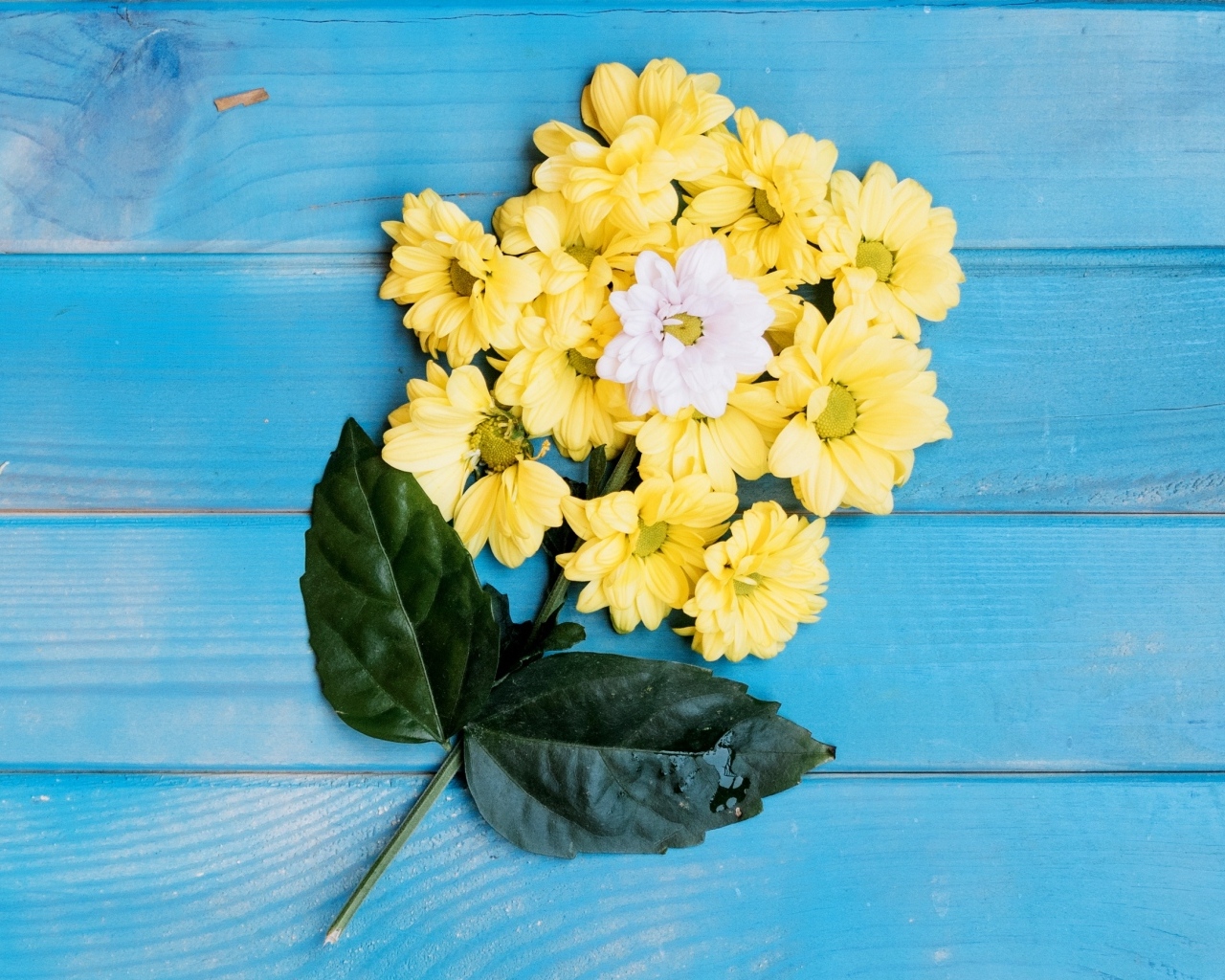 Желтые сорванные цветы хризантемы на голубом столе с зелеными листьями