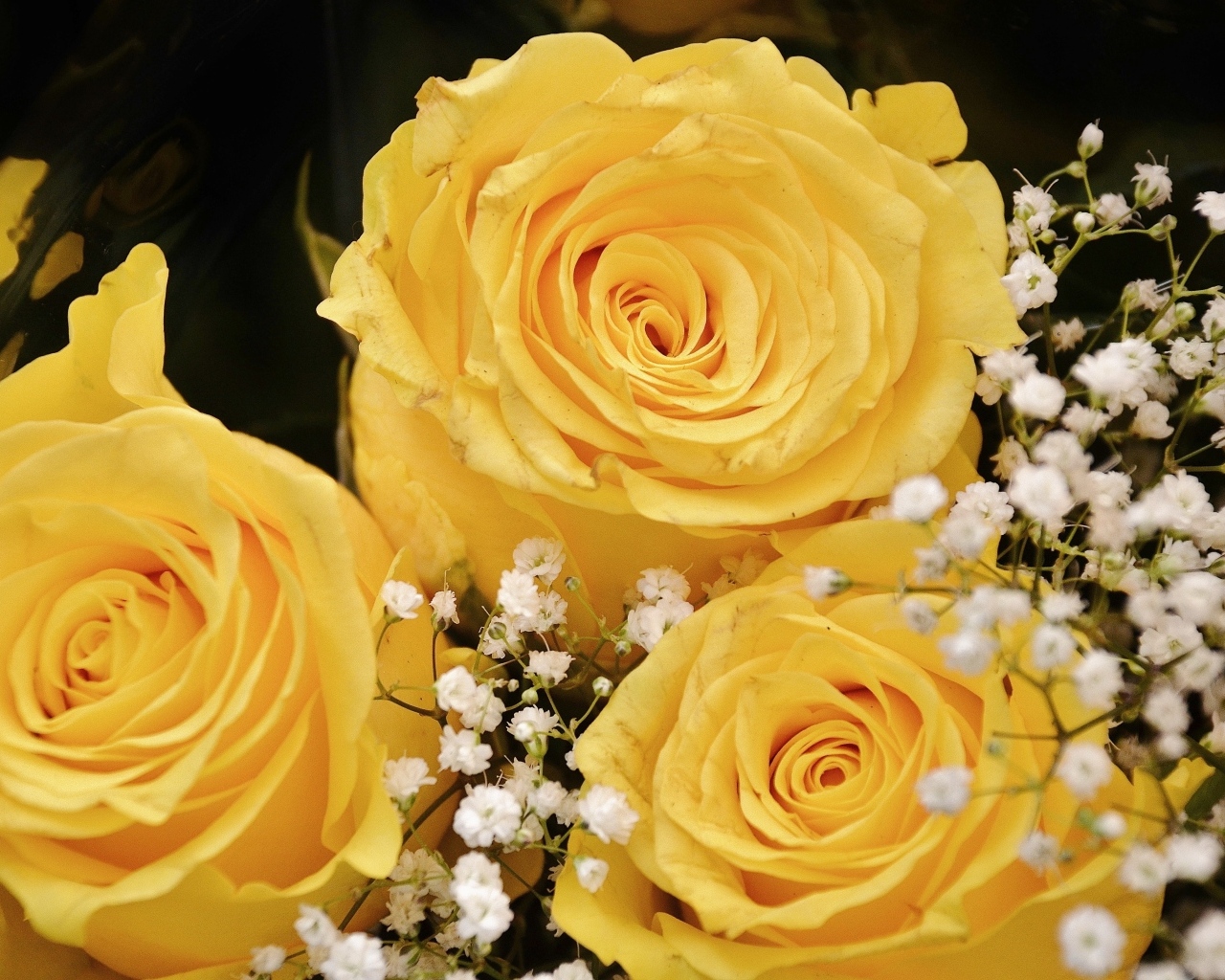 Желтые розы с белыми цветами гипсофилы