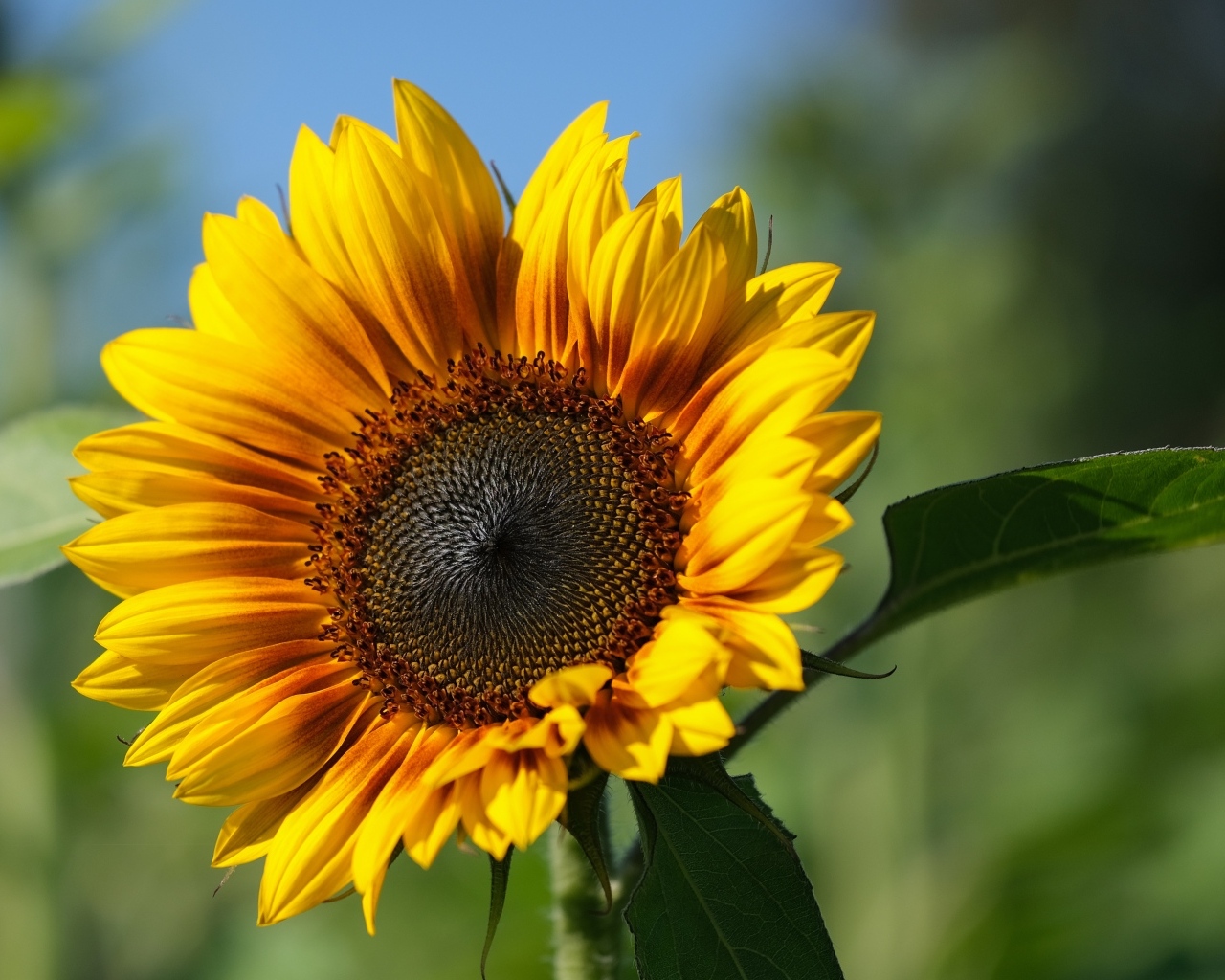 Желтый подсолнух с желтой серединой в лучах солнца