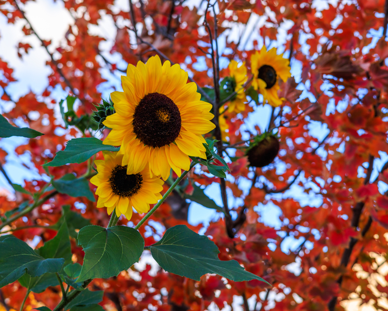 Желтые подсолнухи на фоне дерева с желтыми листьями