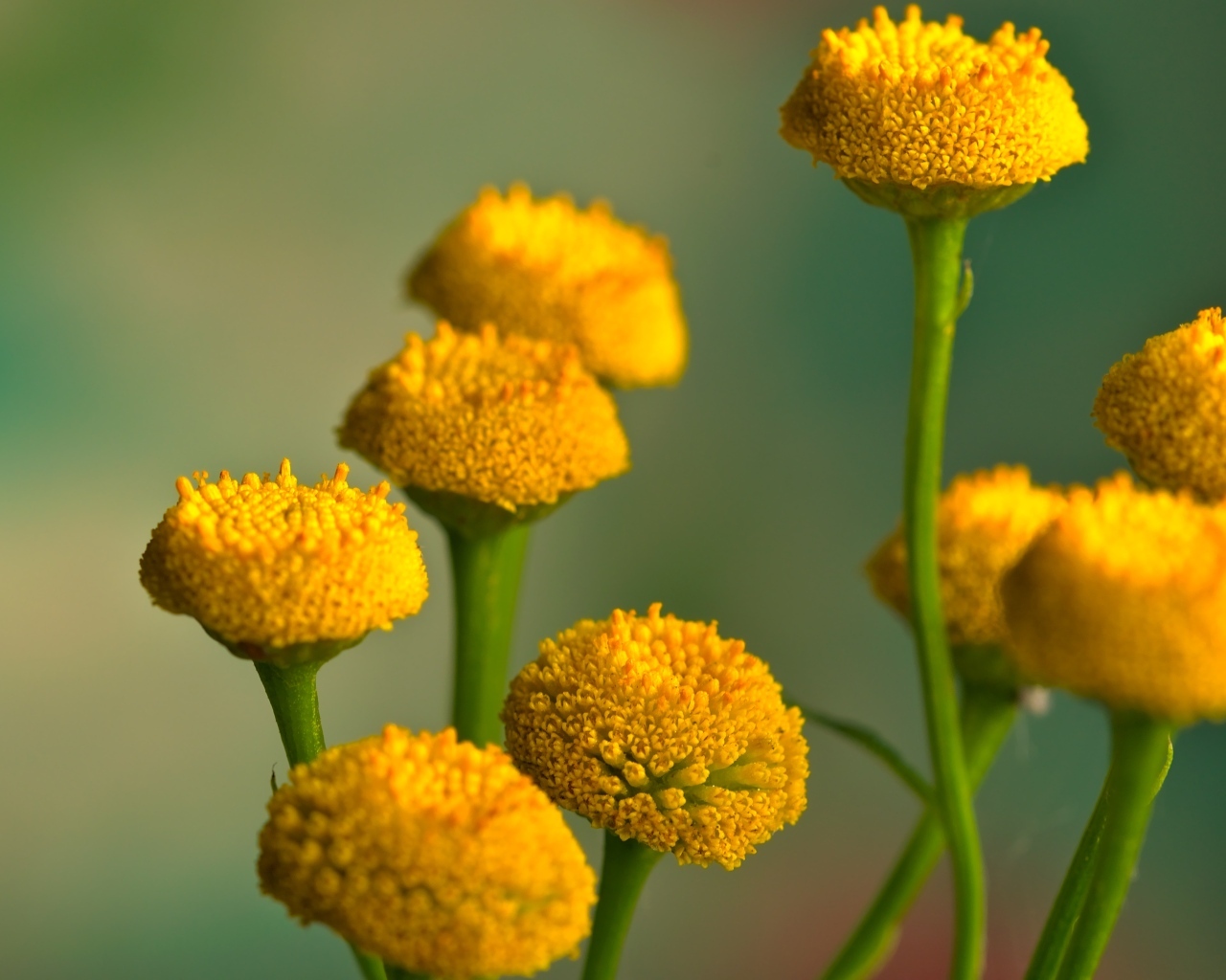 Желтые цветы пижмы на зеленом фоне крупным планом