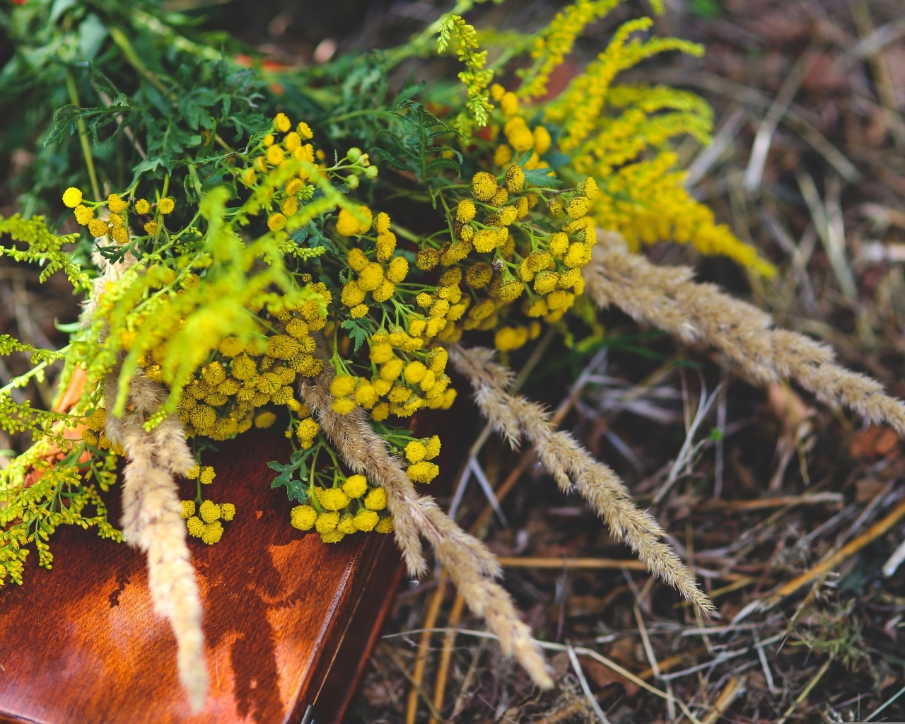 Желтые цветы пижмы на траве