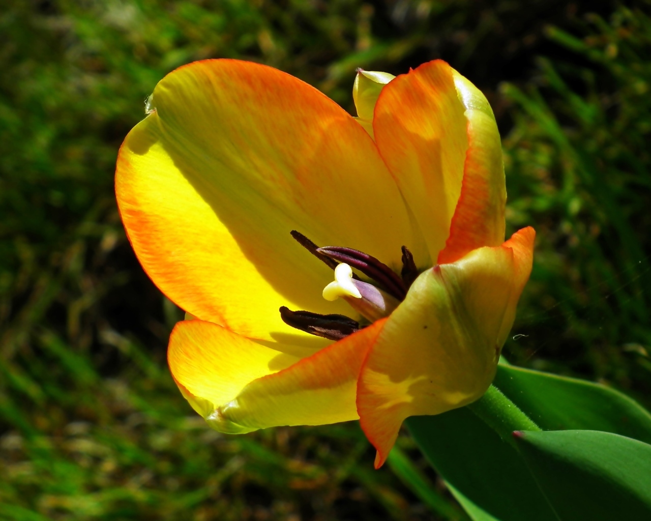 Желтый тюльпан в лучах солнца на клумбе