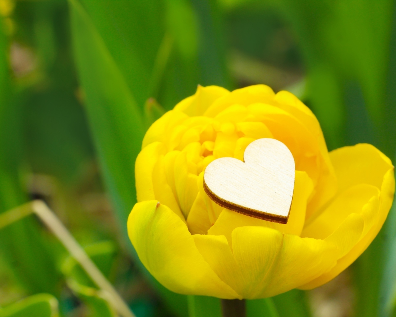 Желтый тюльпан с маленьким белым сердцем