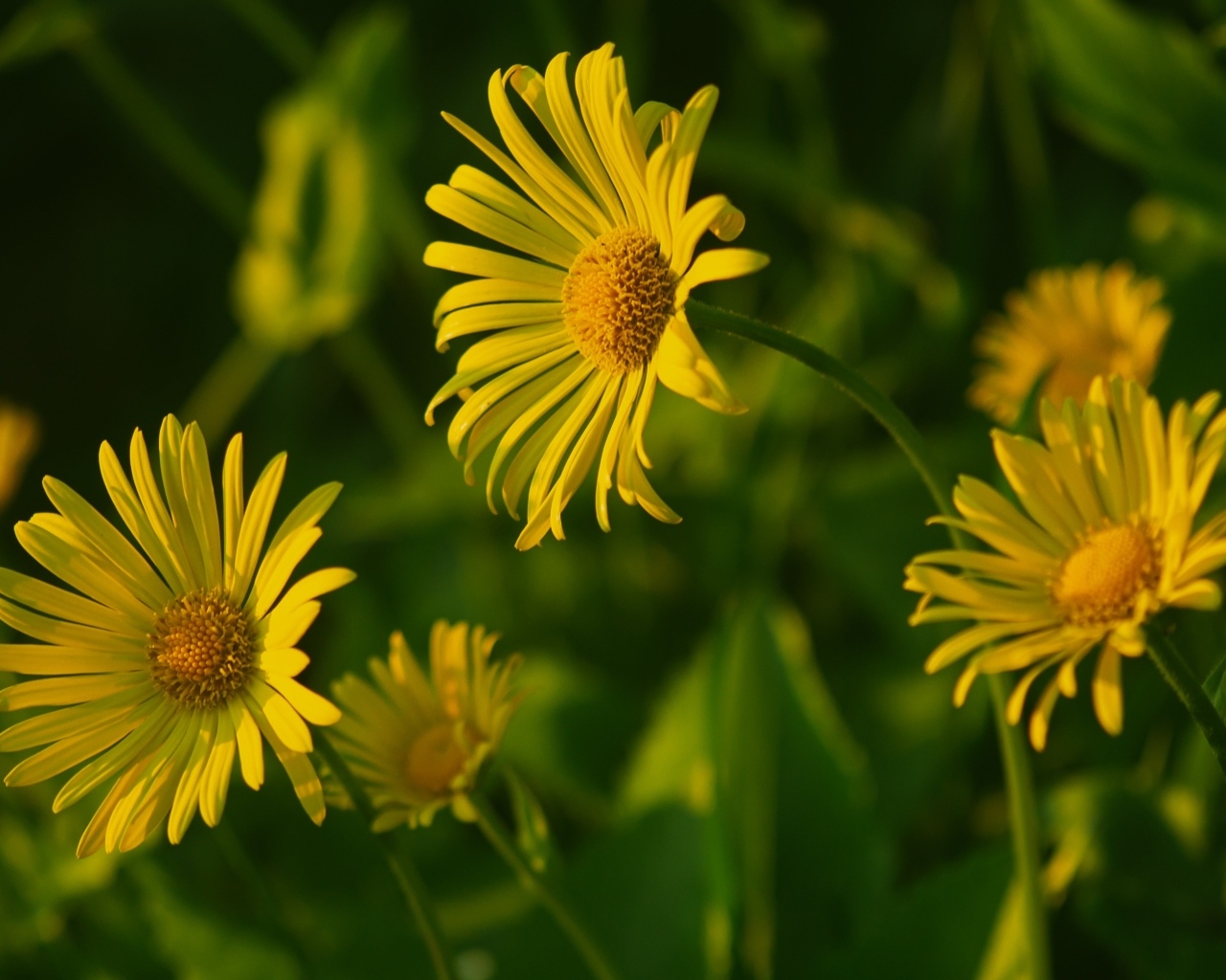 Желтые полевые цветы крупным планом