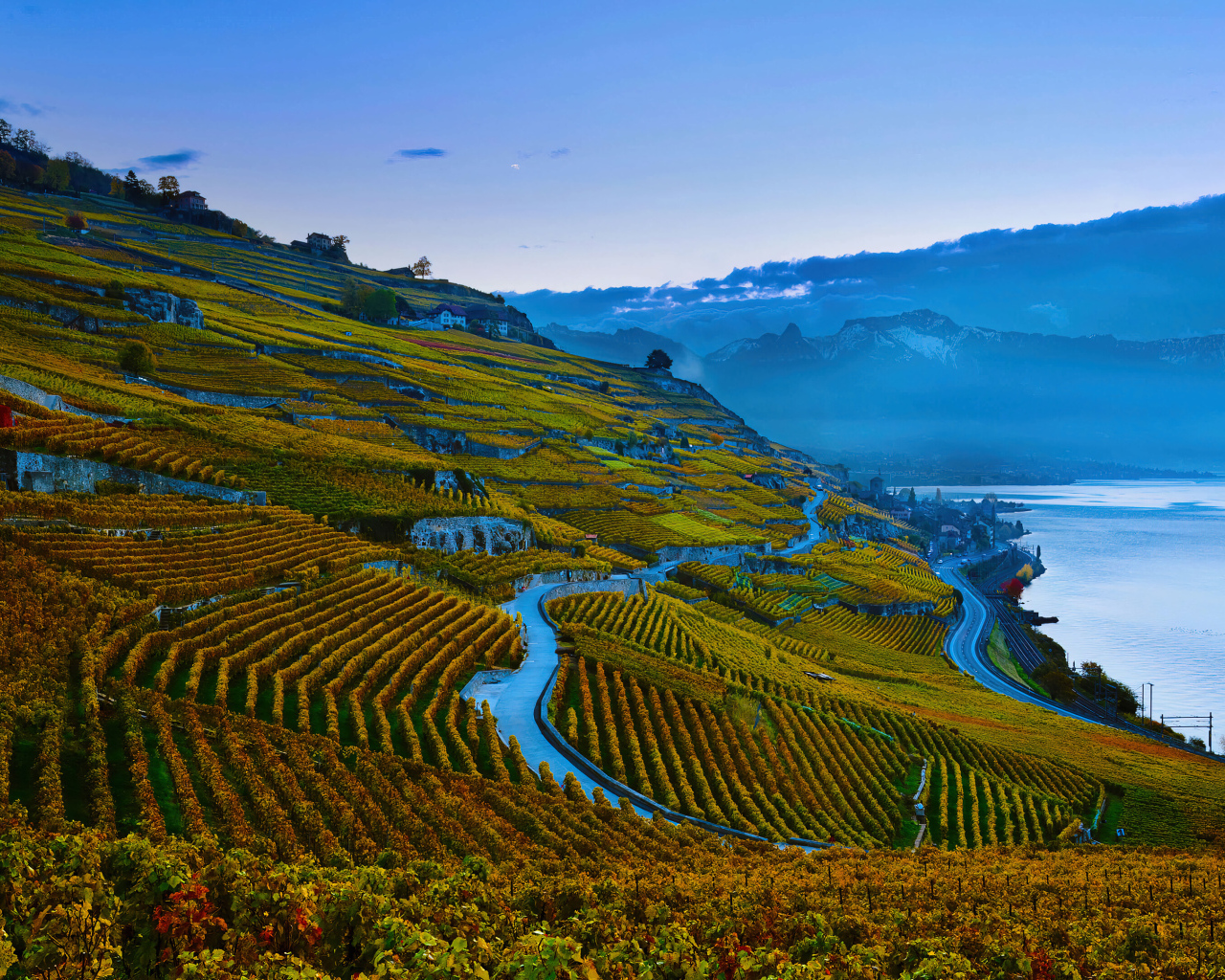 Виноградные плантации в горах 