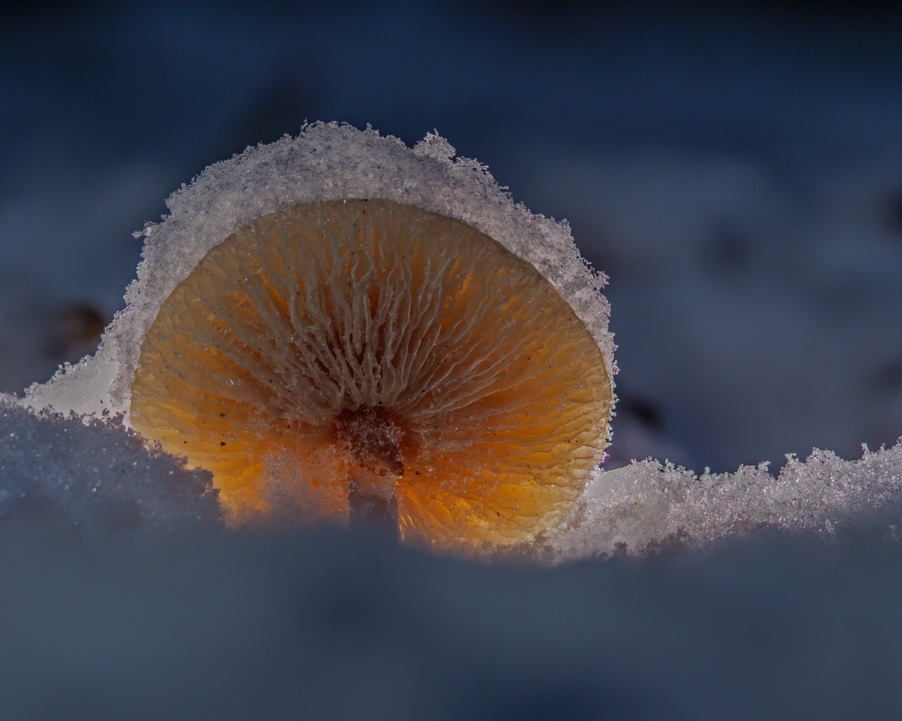Маленький гриб замерзает под снегом