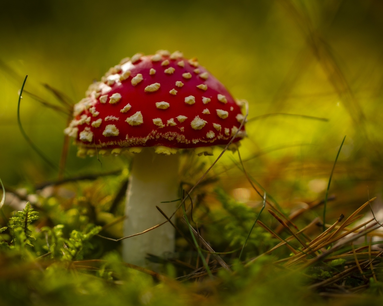 Большой красный мухомор на покрытой мхом земле