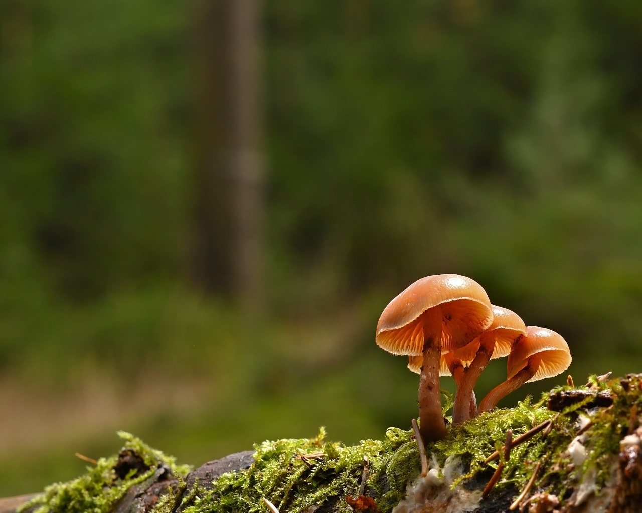 Пластинчатые грибы на покрытой мхом земле
