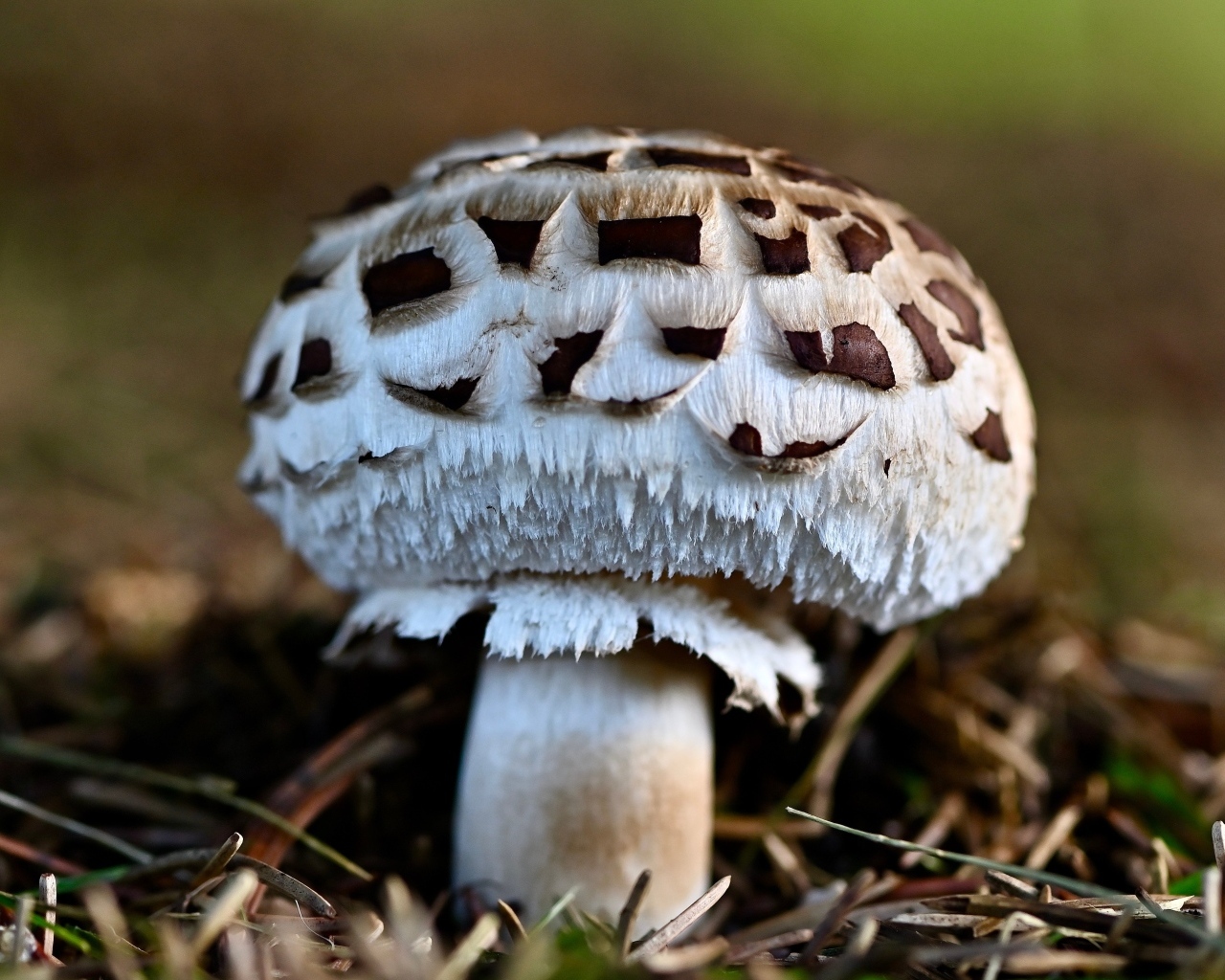 Большой гриб шампиньон на земле