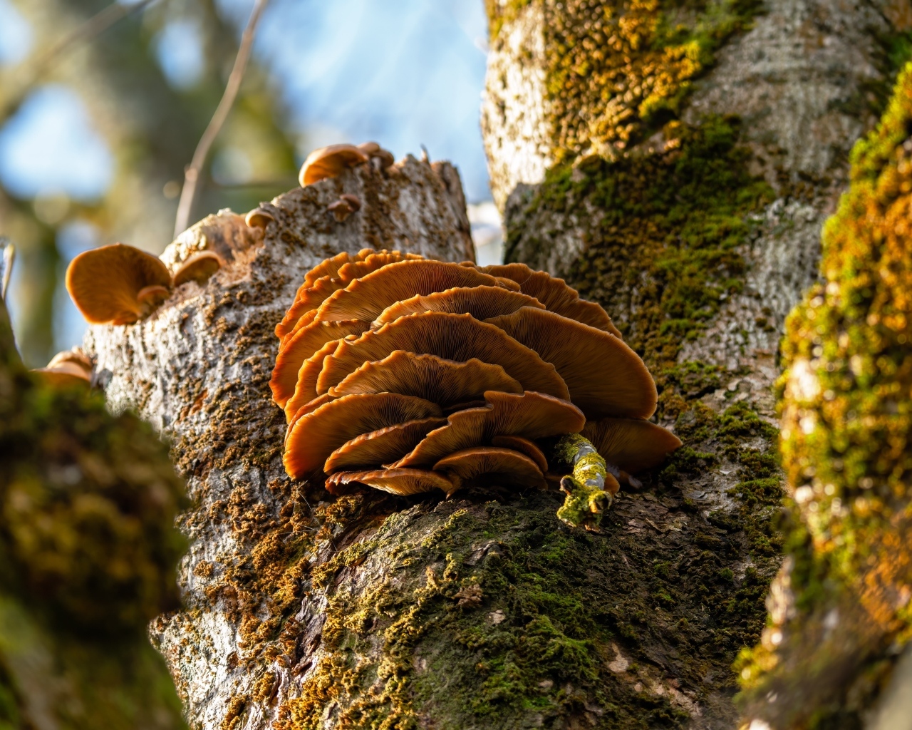 Грибы на покрытом мхом дереве осенью