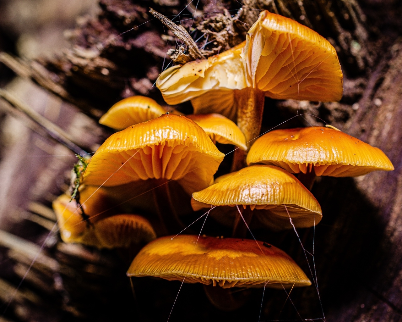 Грибы на старом сухом дереве