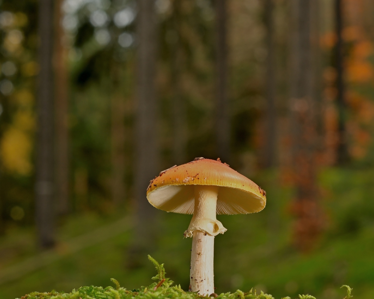 Оранжевый гриб растет в лесу