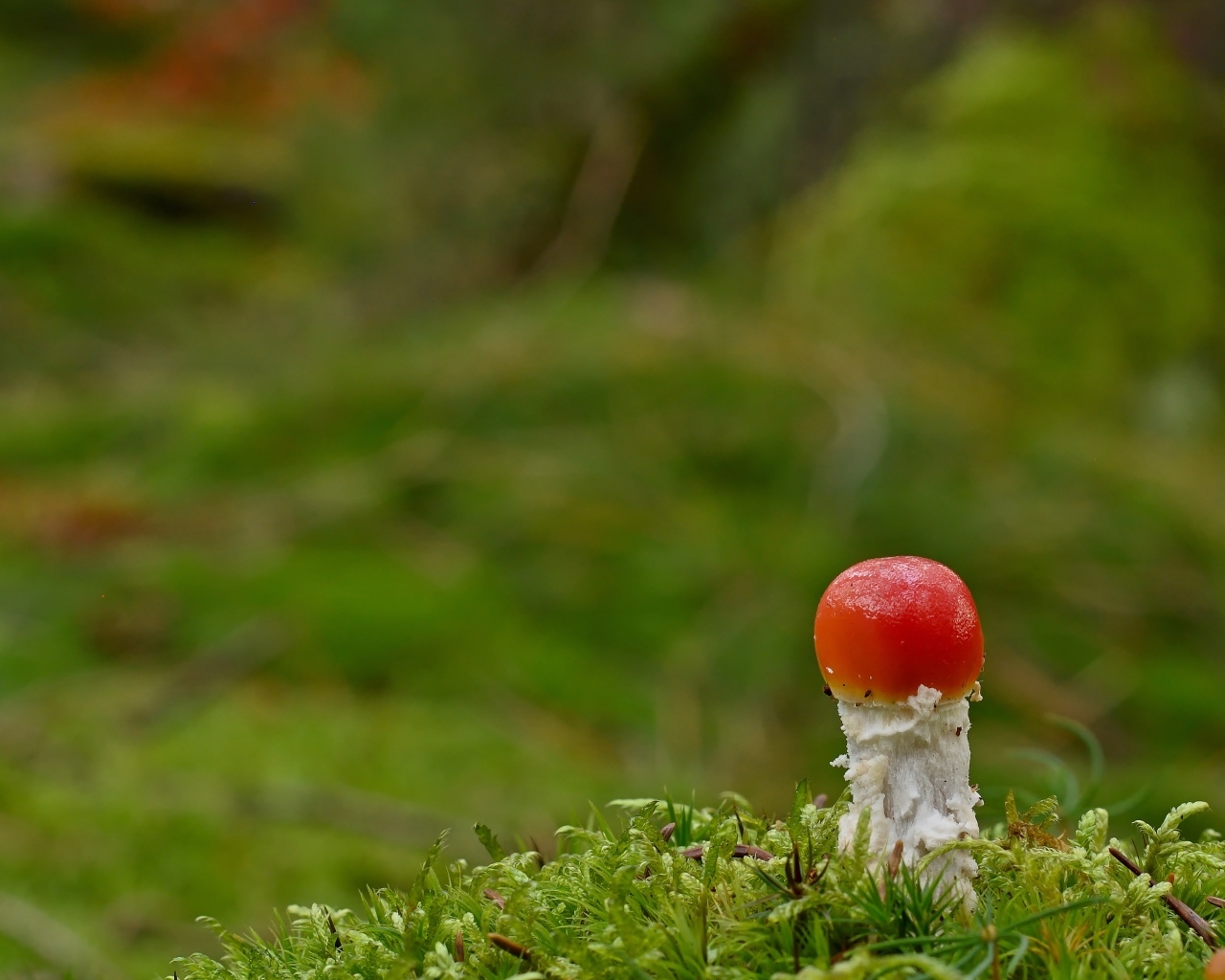 Маленький растущий гриб мухомор в лесу