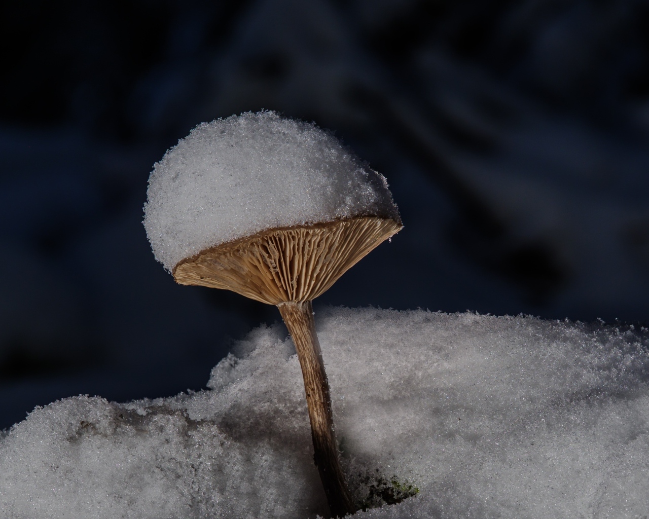 Маленькие гриб в снегу на земле в лесу