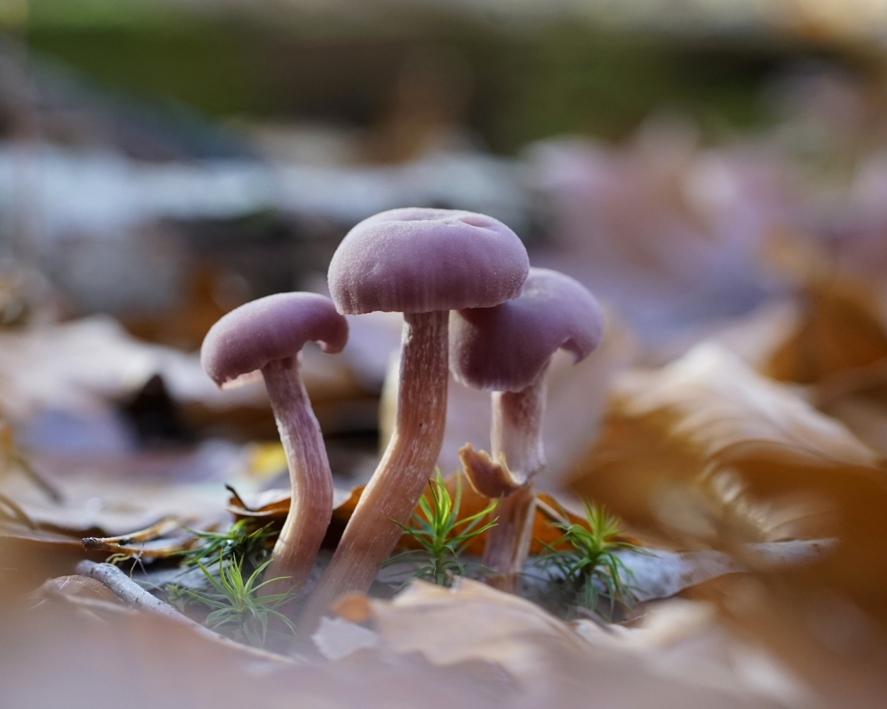 Маленькие грибы Лаковица аметистовая в листьях