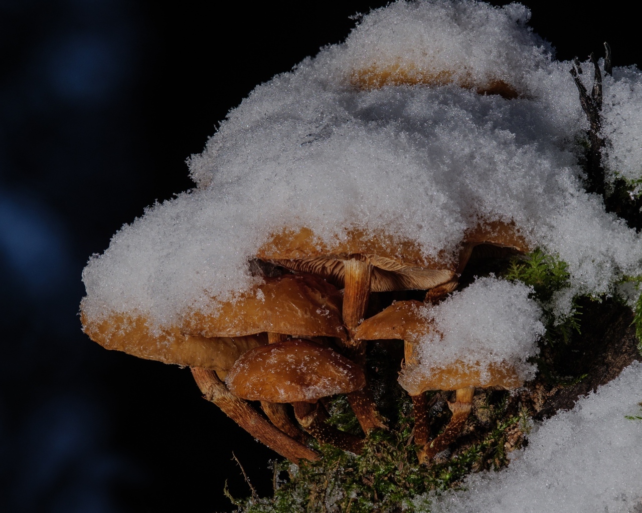 Маленькие грибы под снегом в лесу