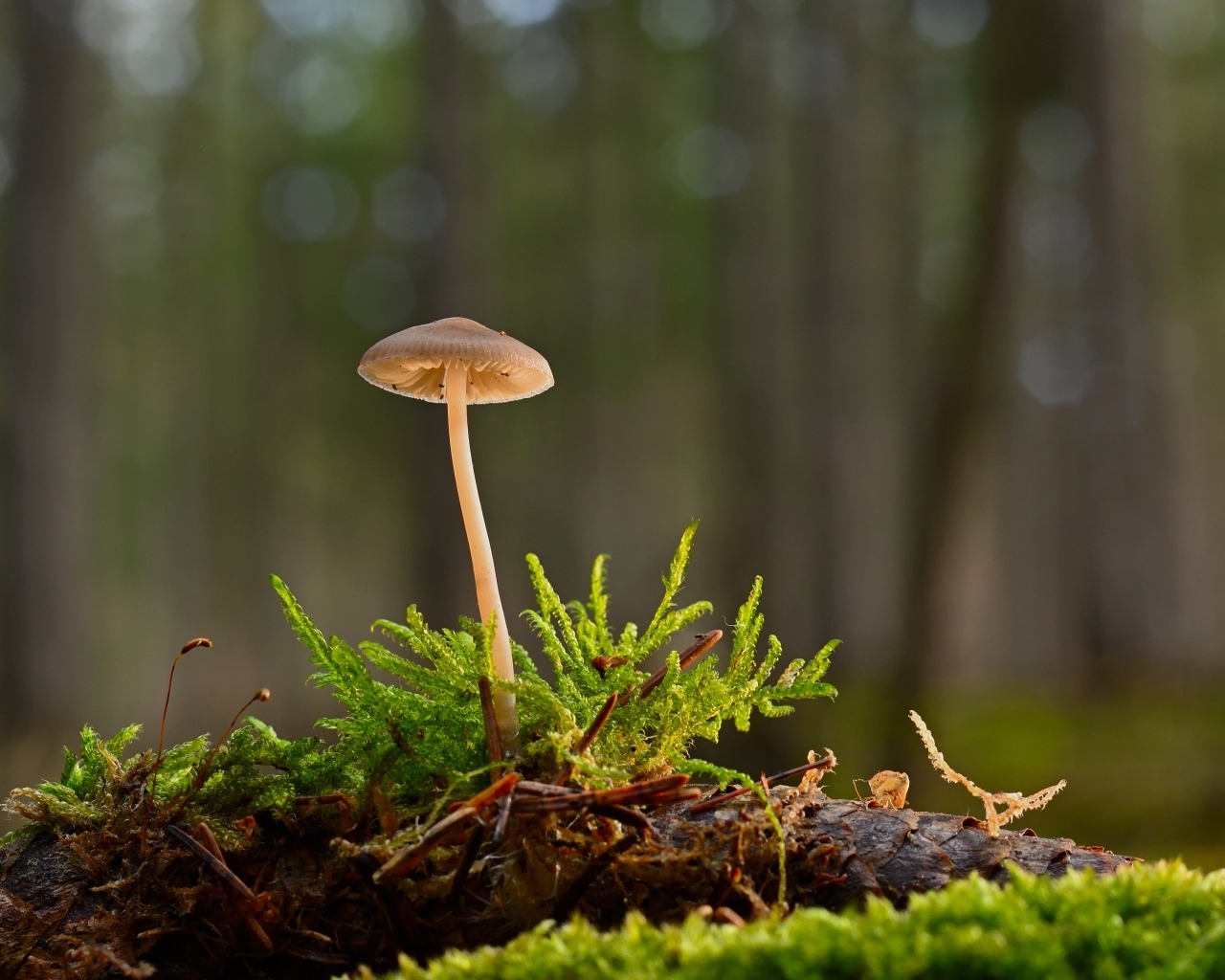 Маленький ядовитый гриб на покрытой мхом земле