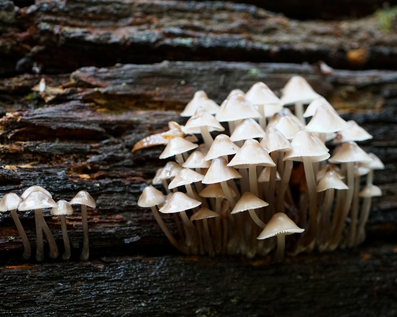 Маленькие дикие ядовитые грибы на дереве