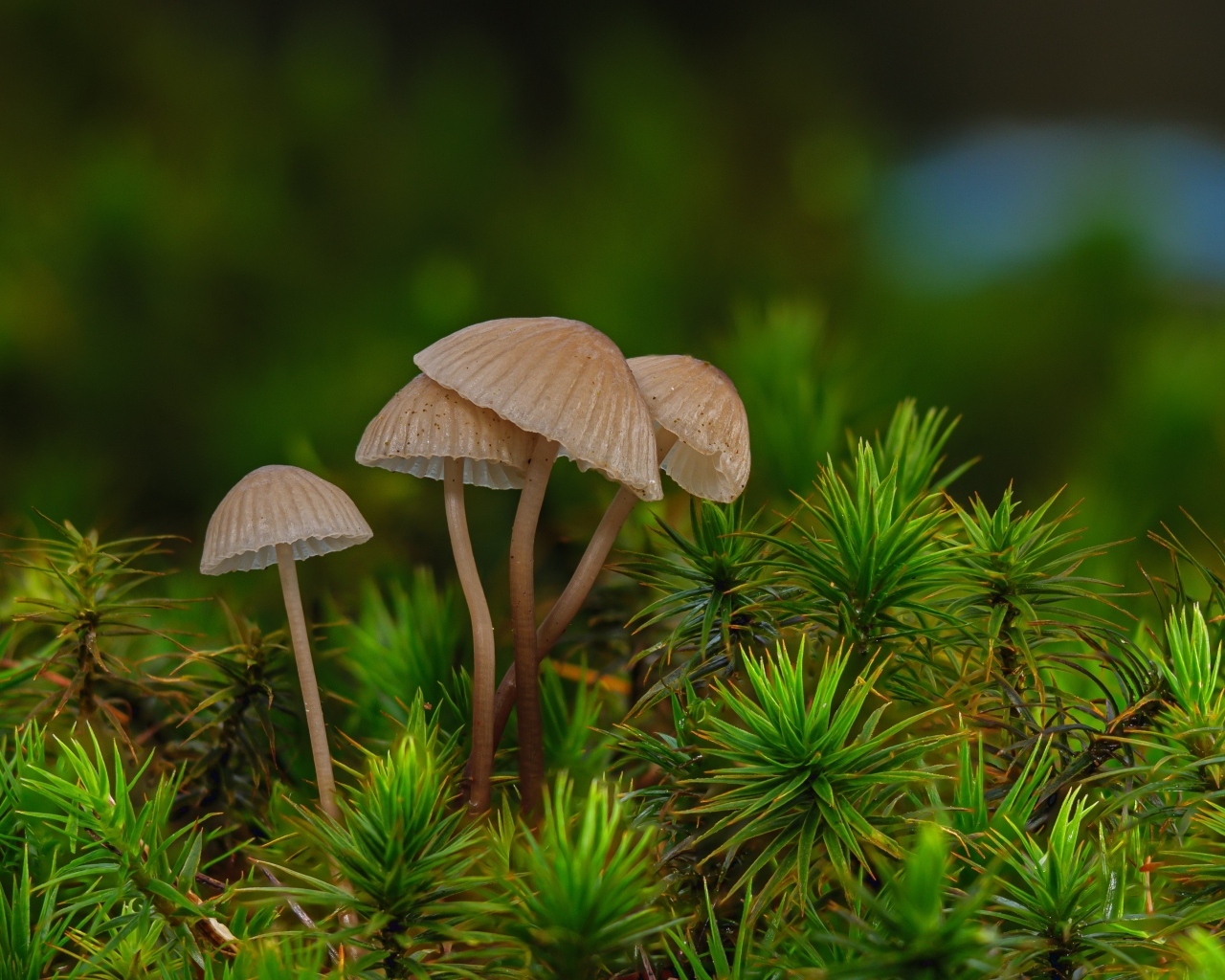 Грибы поганки в зеленом мху