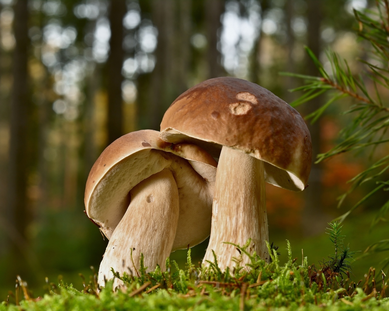 Два больших подберезовика в лесу