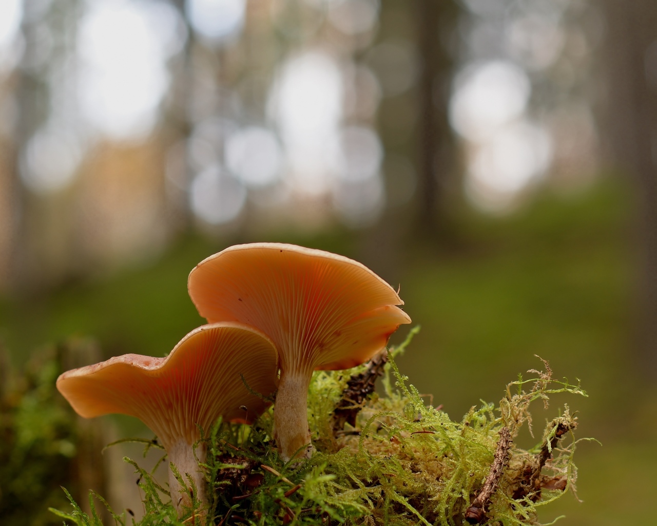 Два гриба рядом на покрытой мхом земле в лесу