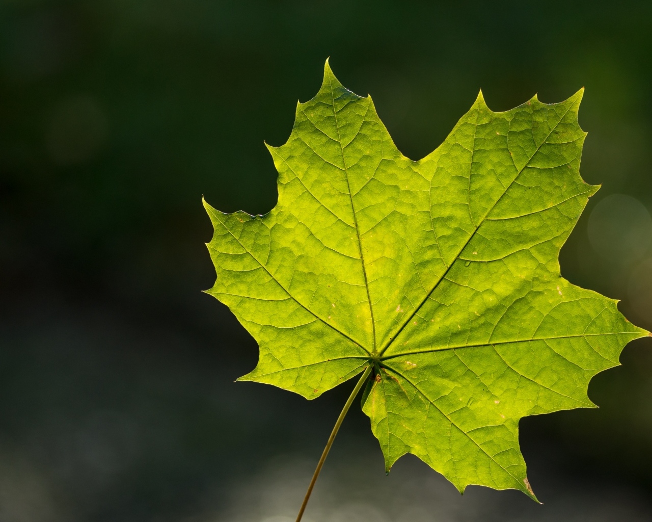 Красивый зеленый лист клена